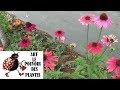 Chaine tv de jardinage echinacea cheyenne spirit comment faire un semis plante vivace