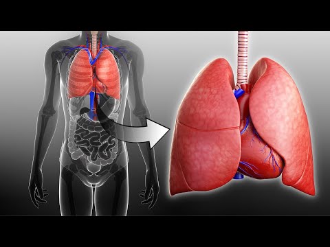 Video: Kde spolupůsobí oběhový a trávicí systém?