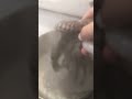 タコ茹でるBiold The Octopus1 タコ茹でるBiold The Octopus1
