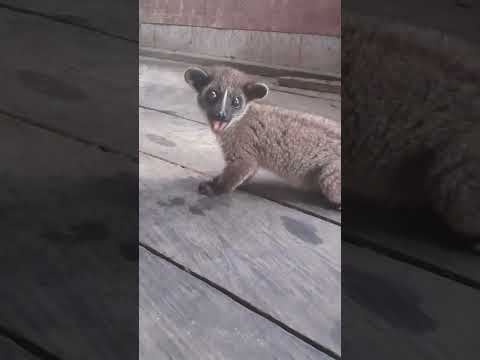 Lucunya musang akar jinak