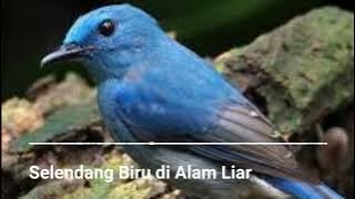 Suara burung selendang biru di alam liar