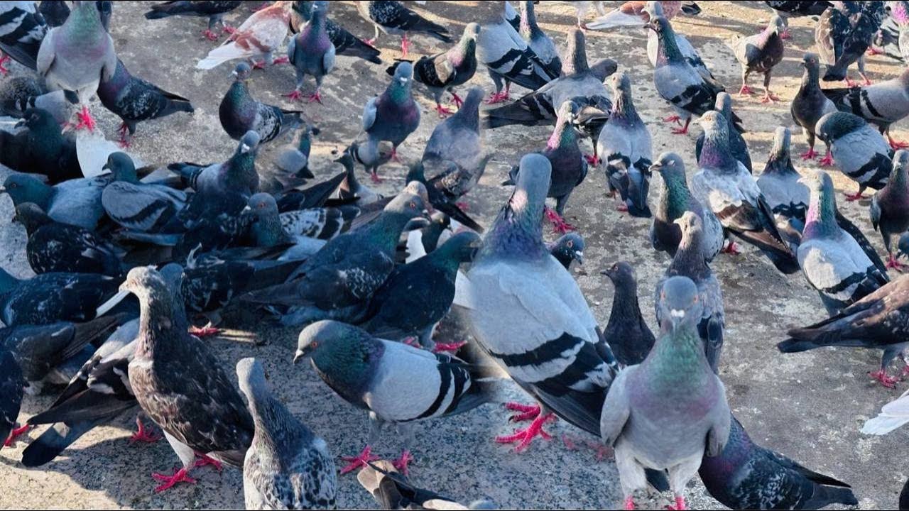 Pigeon life in city | Collection pigeons eat feeds