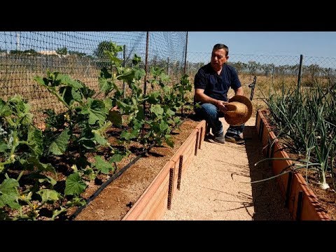 Video: Cuidamos Pepinos