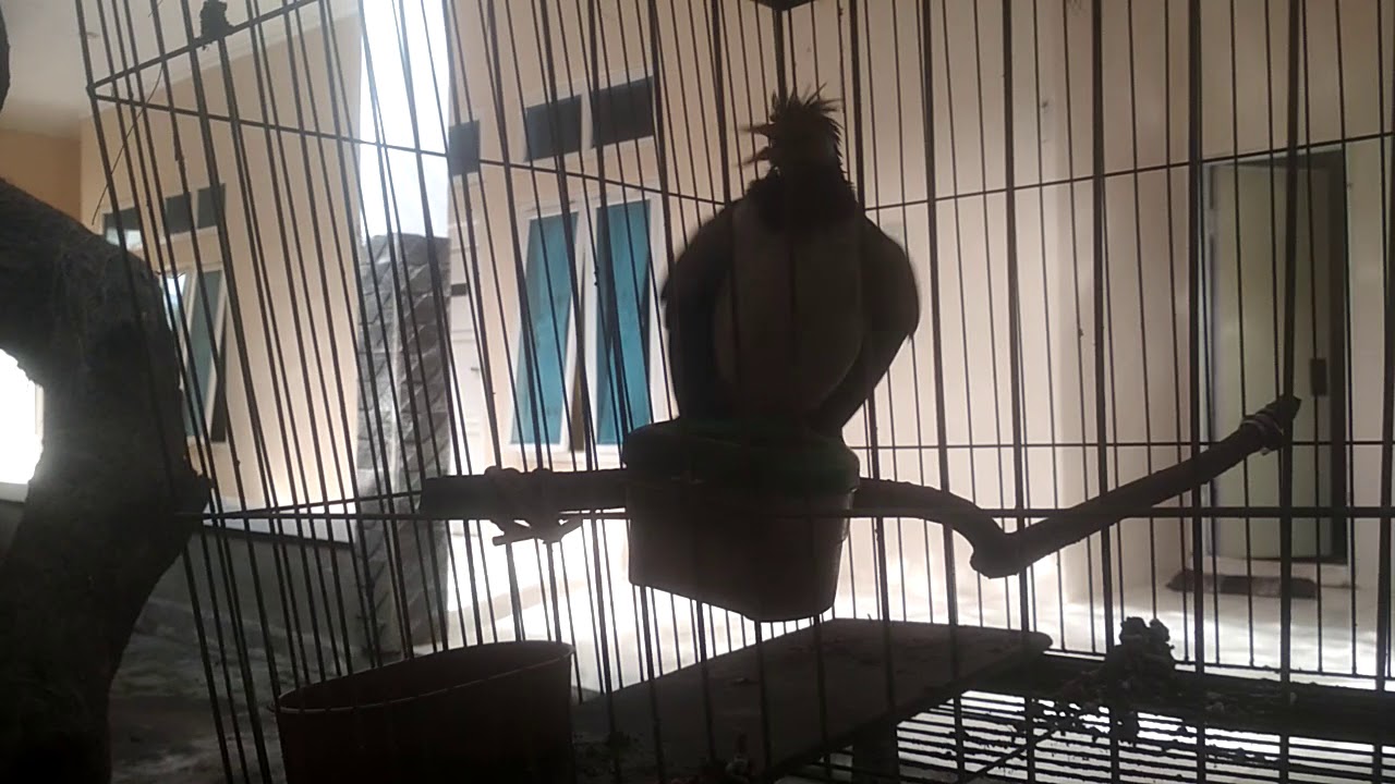 Burung Jalak Ngoceh gacor 