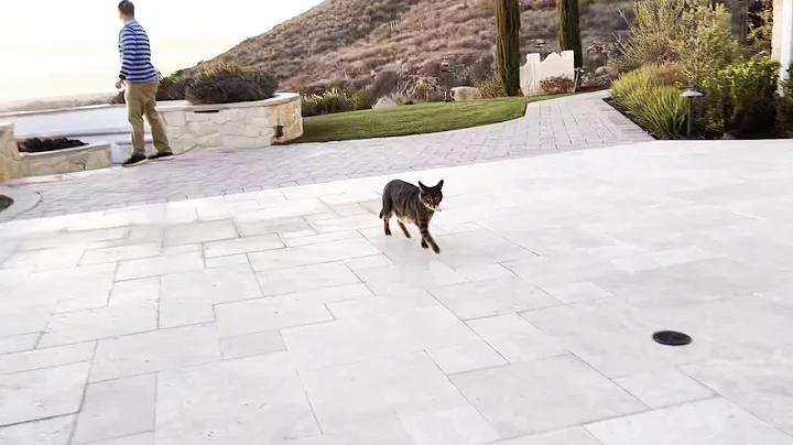 Watch the video about Savannah Cat Tiger goes out