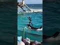 ベテラントレーナーの神すぎる連続技 #シャチ #鴨シー #orca #鴨川シーワールド #ラビー