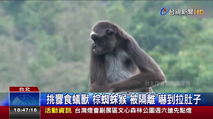 挑釁食蟻獸棕蜘蛛猴被隔離嚇到拉肚子 - 天天要聞