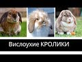 Крольчата с висячими ушами - вислоухие кролики. Крольчата порода рекс и кролик Коровка.