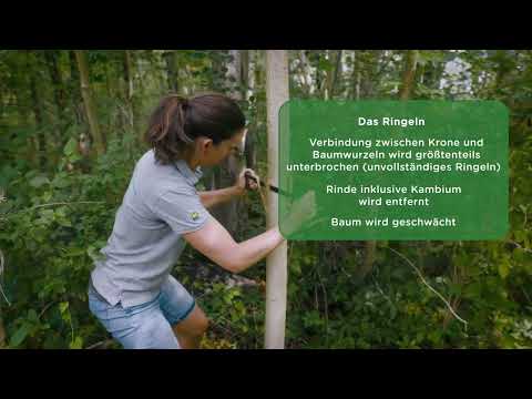 Video: Wie rettet man einen Baum mit Ringrinde?