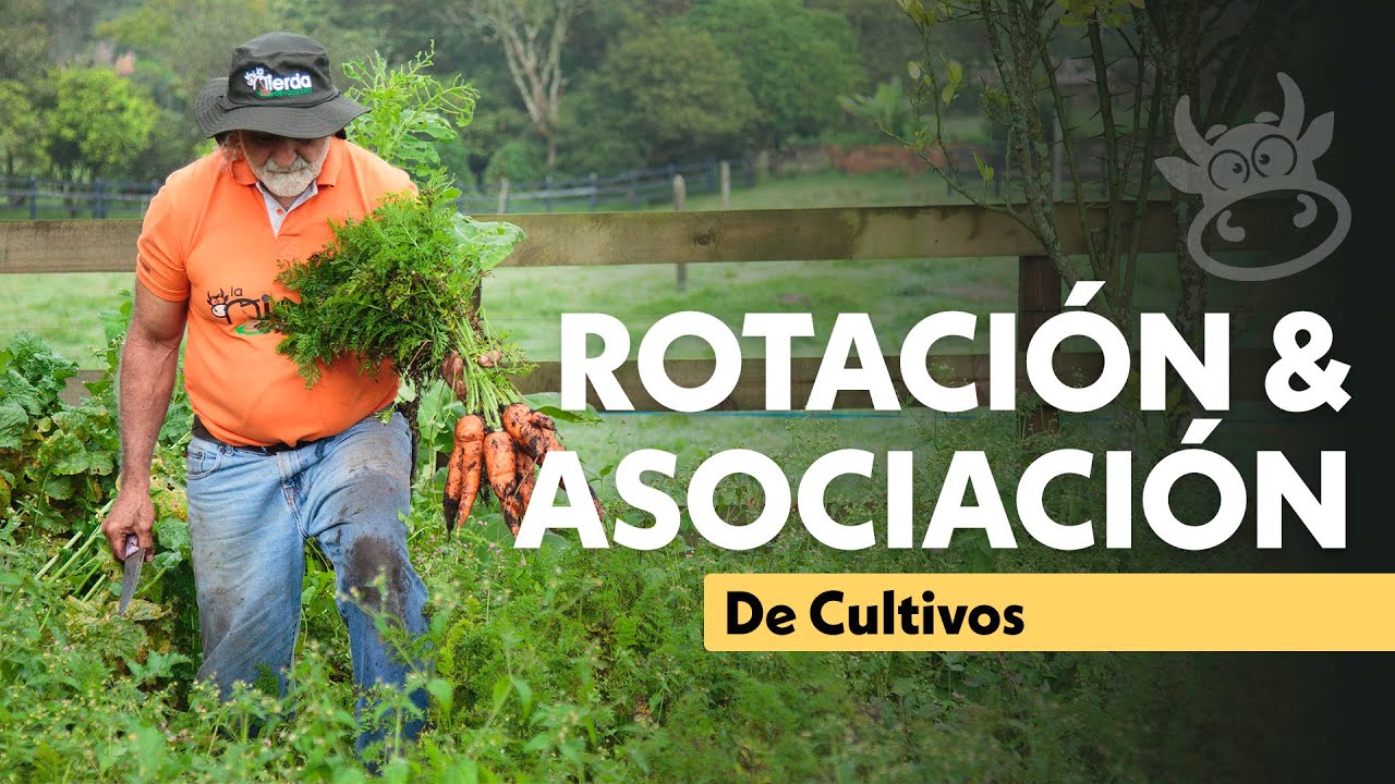 ASOCIACIÓN Y ROTACIÓN DE CULTVOS 🥬🐮 | Jairo Restrepo Rivera