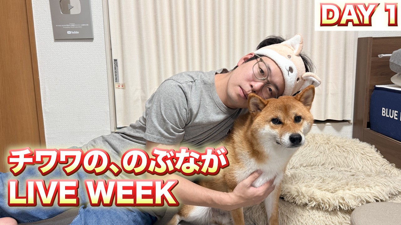 Chihuahua Nobunaga's Live Week: Day 1 - YouTube