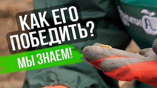 Как избавиться от проволочника: 5 лучших способов