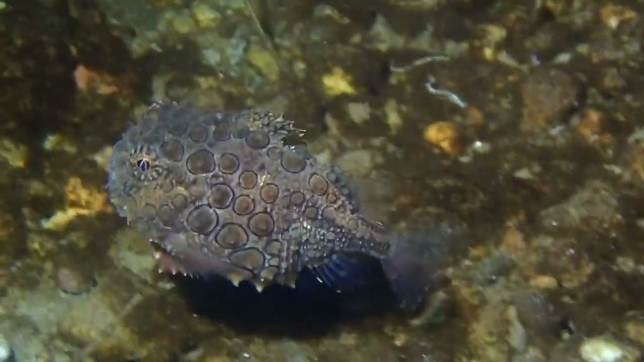 Spiny Lumpsucker at Three Tree