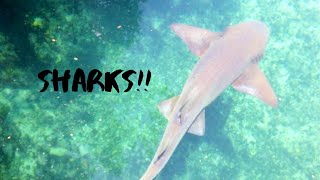 SHARKS ATTACK RIGHT ON THE SHORE!!! by Over Yonderlust 222 views 4 years ago 7 minutes, 21 seconds