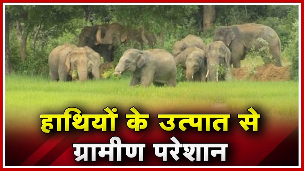 Mahasamund News CG : ग्रामीण और किसान करेंगे आंदोलन | हाथियों के उत्पात से ग्रामीण परेशान madhya pradesh news khabar