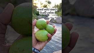 ගගේ පේර ගහට වැඩේ දුන්නා | sri lankan vilage fruit fruit