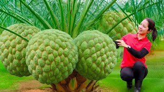 TIMELAPSE -- How To Harvesting Custard Apple And Chicken To Sell At The Market, Cook Minced Meat