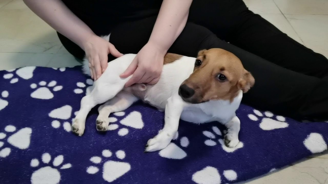 Реабилитация собак. Видео по реабилитации собак. Реабилитация собаки после вырезки мастоцитомы на боку.
