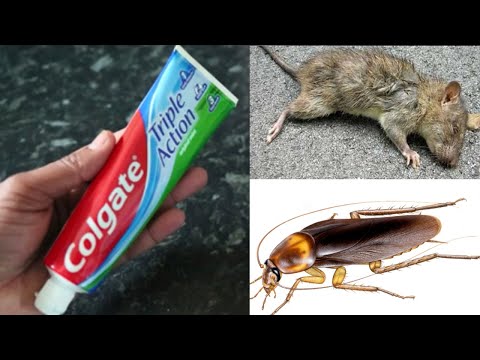 TWO IN ONE- MAGIC COLGATE | How To Get Rid of Mouse, Rats And Cockroach  Permanently In a Natural Way - YouTube