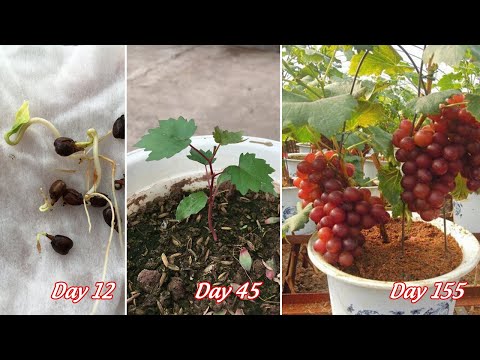 Tips for growing grapes from seeds for gardeners | how to grow grapes from seeds