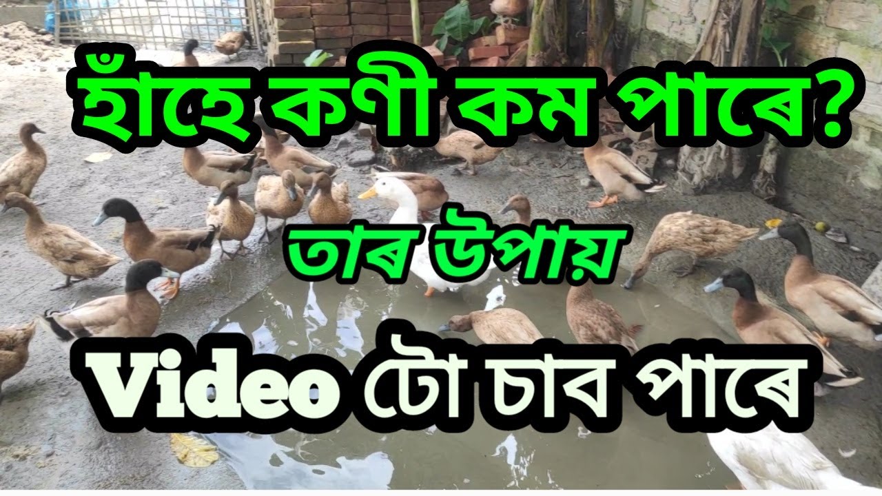 হাঁহে কণী কমকৈ পাৰি আছে নেকি।। 🦆🦆🦆🦆🦆🦆🦆🦆🐣🐣🐣