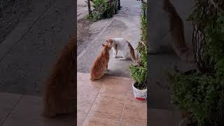 Kedi̇leri̇n Alan Kavgasi