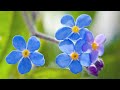 Beautiful Piano Music - Relaxing Music, Study Music, Stress Relief, Sleep Music (Jenna)