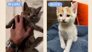 This poor kitten, Tommy, was shouting in a car engine for hours asking for help #catrescue #kitten