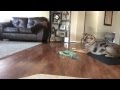 Hyper Catahoula Learns Advanced Obedience with E Collar Training Hyper Catahoula Learns Advanced Obedience with E Collar Training