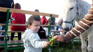 20091122 FETE DES MOUTONS 2.MTS
