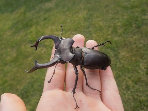 Видео: Идентификация жука-оленя: хороши ли жуки-олени для садов