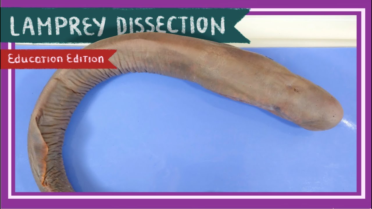 Lamprey Dissection  Once Bitten Twice Shy EDU