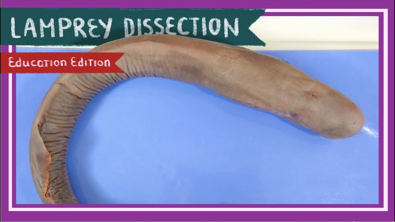 Lamprey Dissection Once Bitten, Twice Shy [EDU] YouTube