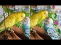 Australian Small Birds Talking Together In Big Aviary🦜🐦😘💕
