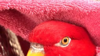 Red birb?Today’s wuewuewuewue