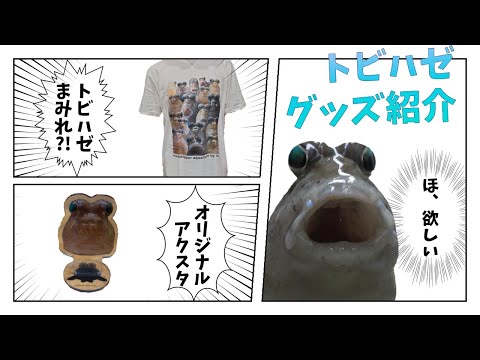 teatトントンミー トントンミーって何？トントン飛び跳ねるミナミトビハゼと言
