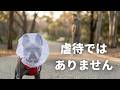 愛犬を苦しめていると大炎上… そして視聴者さんからの素敵な贈り物。