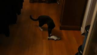 Floppy Fish vs. Berwyn the cat screenshot 2