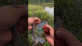 Best Fishing Bait