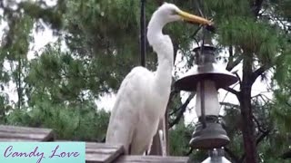 Funny Birds At The Magic Kingdom Disney World