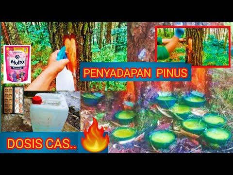 Video: Apakah pohon pinus membutuhkan air?