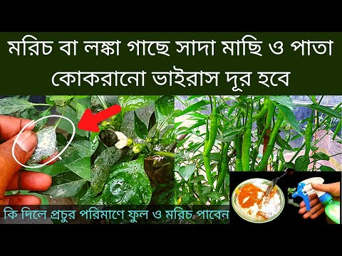 মরিচ বা লঙ্কা গাছে সাদা মাছি ও পাতা কোকরানো ভাইরাস দূর হবে - ঘরোয়া দ্রবন ব্যবহারে