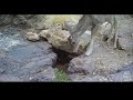 Buck at the seep