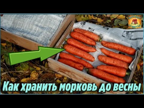 Маленькая ХИТРОСТЬ, которая позволяет мне сохранить МОРКОВЬ ДО ВЕСНЫ в погребе ДАЧНЫЕ СОВЕТЫ