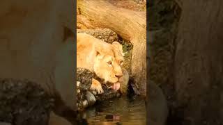 The king of jungle ? drinking water |Lion King drinking water shorts