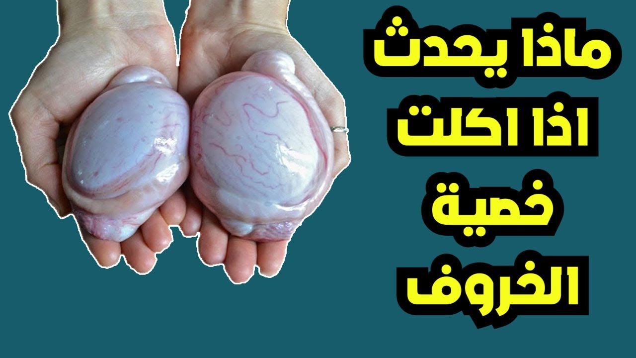 ماذا يحدث لجسمك اذا أكلت خصية الخروف أو خصية العجل Youtube