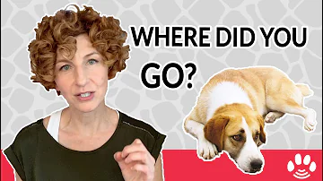 Do dogs go to heaven when they die?