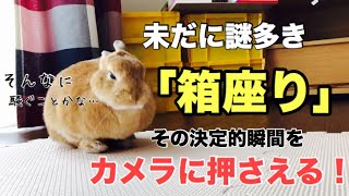うさぎの箱座りの瞬間！前足収納の謎が明らかに #404