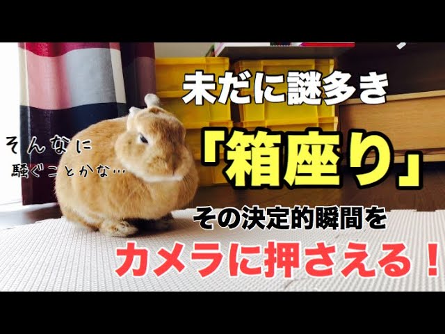 うさぎの箱座りの瞬間 前足収納の謎が明らかに 404 Youtube