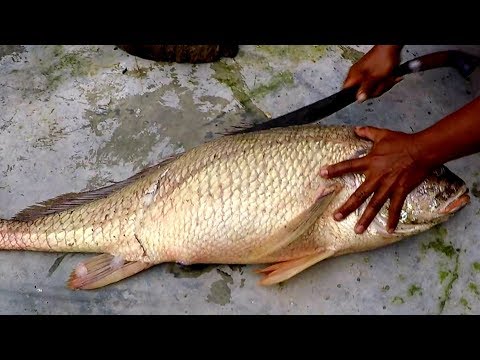 DAPAT IKAN INI BISA KAYA MENDADAK - ADA SESUATU DI DALAMNYA